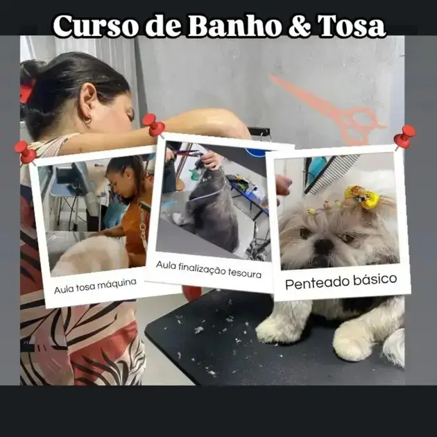 cursos de banho e tosa gratuitos