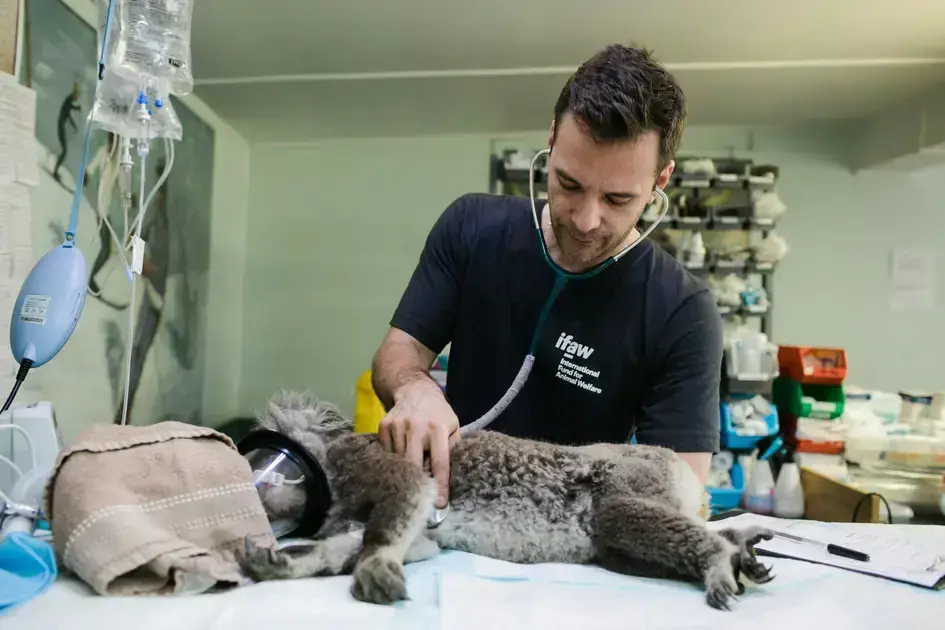 cursos de veterinária gratuitos