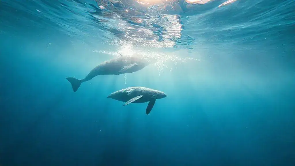 que significa soñar con ballenas